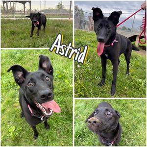 Astrid, Shepherd, young, available for adoption