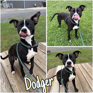 Dodger, American Staffordshire Terrier, young, available for adoption
