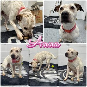 Anna, American Staffordshire Terrier / Australian Cattle Dog/Blue Heeler, adult, available for adoption