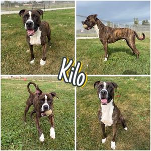Kilo, American Staffordshire Terrier, adult, available for adoption
