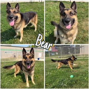 Bear, German Shepherd Dog, adult, available for adoption