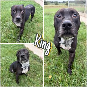 King, American Staffordshire Terrier, adult, available for adoption
