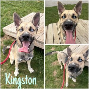 Kingston, German Shepherd Dog / Husky, young, available for adoption