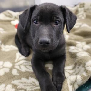 Pugsley, Mixed Breed, puppy, available for adoption