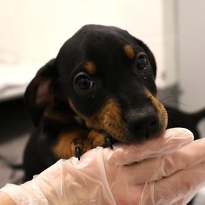 Cardamom, Doberman Pinscher and Bernese Mountain Dog, puppy, available for adoption