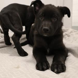 Lurch, Mixed Breed, puppy, available for adoption
