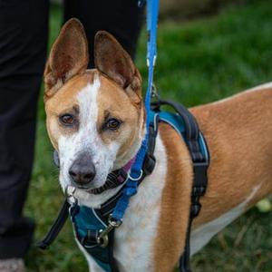 Pako, Mixed Breed, senior, available for adoption