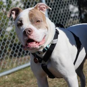 Chop, American Pit Bull Terrier Mix, adult, available for adoption