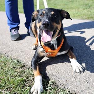 Chewbacca, Mixed Breed, young, available for adoption
