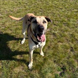 A happy dog with a light brown and white coat standing on a grassy field, its tongue out and tail raised.