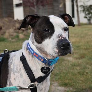 Mia, Mixed Breed, adult, available for adoption