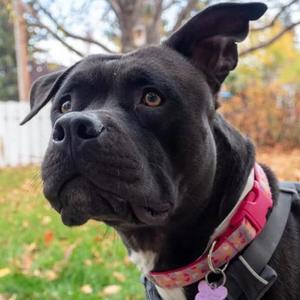 Casper, American Pit Bull Terrier Mix, adult, available for adoption