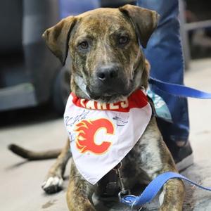 Benny, Mixed Breed, young, available for adoption