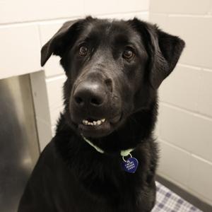 Mylo, Mixed Breed, adult, available for adoption