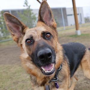 A German Shepherd dog with a happy expression, standing outdoors on a grassy area with a building in the background.