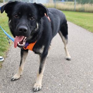 Jobe, Labrador Retriever Mix, young, available for adoption