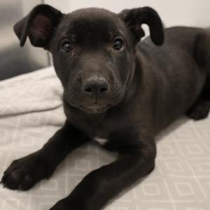 Morticia, Mixed Breed, puppy, available for adoption