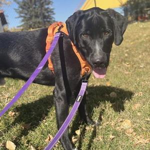 Chester, Mixed Breed, adult, available for adoption