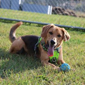 A brown and black dog lying on grass with a blue ball, wearing a green harness.
