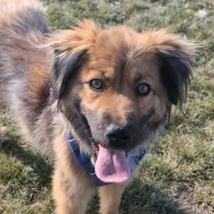 A fluffy brown dog with a blue collar, standing on grass and panting with its tongue out.