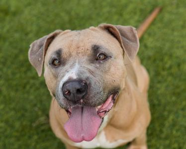 Laila, American Staffordshire Terrier, adult, available for adoption