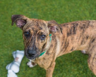 Dinah, Tennessee Treeing Brindle, young, available for adoption