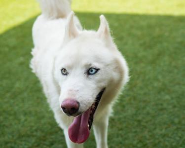 Winter, Siberian Husky, adult, available for adoption