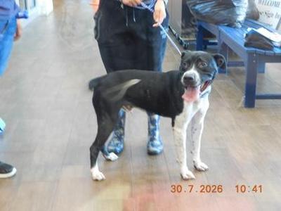 Chance, Pit Bull Terrier / Mixed Breed, young, available for adoption