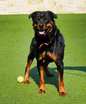 Plankton, Rottweiler / Mixed Breed, adult, available for adoption