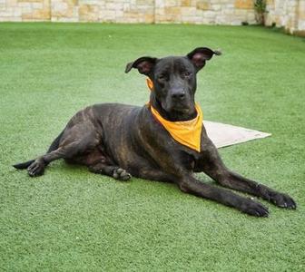 London, Labrador Retriever / Mixed Breed, young, available for adoption