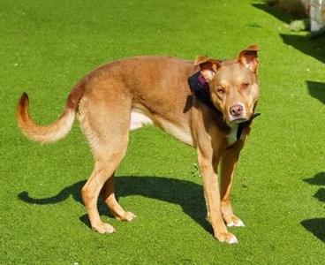 Monte, Pit Bull Terrier / Mixed Breed, adult, available for adoption