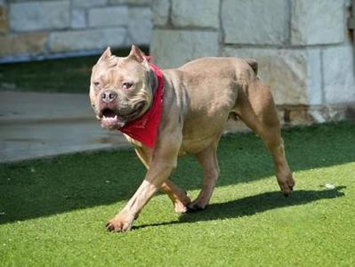 Munchkin, English Bulldog / Staffordshire Bull Terrier, adult, available for adoption