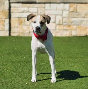 Sasha, German Wirehaired Pointer / Pit Bull Terrier, young, available for adoption