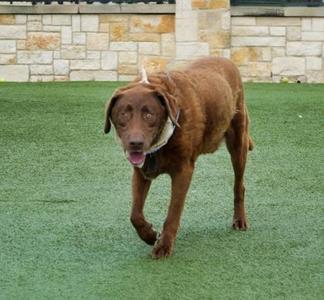 Bear, Labrador Retriever / Mixed Breed, adult, available for adoption