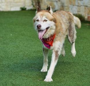 Nala, Siberian Husky / Mixed Breed, adult, available for adoption