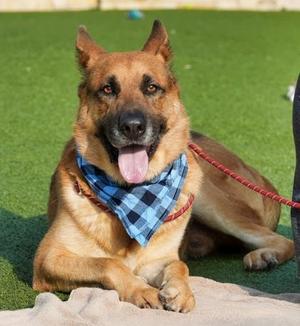 Briji, German Shepherd Dog / Mixed Breed, adult, available for adoption