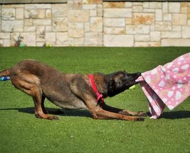 Rosie, Belgian Shepherd / Malinois / Mixed Breed, adult, available for adoption