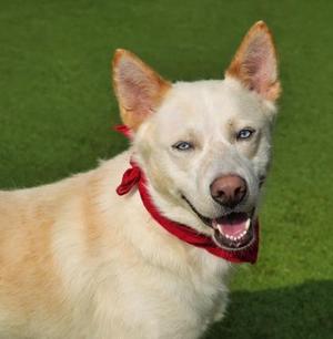 Jaybird, Siberian Husky / Mixed Breed, adult, available for adoption