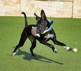 Royal, Pointer / Mixed Breed, young, available for adoption