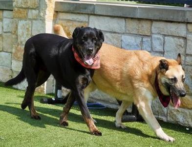 Rocky, German Shepherd Dog / Mixed Breed, adult, available for adoption