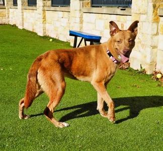 Queso, Cattle Dog / Mixed Breed, young, available for adoption