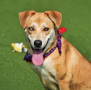 Chloe, Mixed Breed, young, available for adoption
