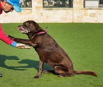 Piper, Labrador Retriever / Mixed Breed, senior, available for adoption