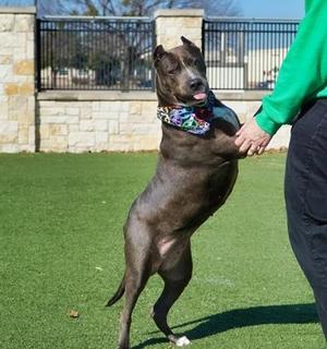 Amelia, Pit Bull Terrier / Xoloitzcuintli / Mexican Hairless, senior, available for adoption