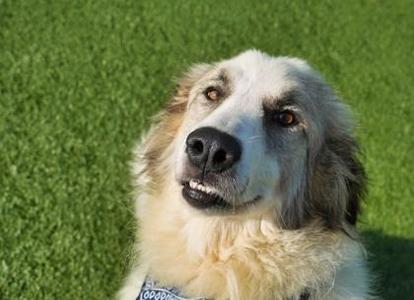Koko, Anatolian Shepherd / Great Pyrenees, adult, available for adoption