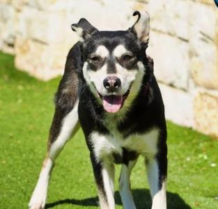 Rogue, Siberian Husky / Mixed Breed, adult, available for adoption