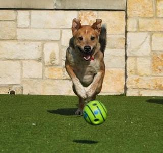 Ranger, Shepherd / Mixed Breed, adult, available for adoption
