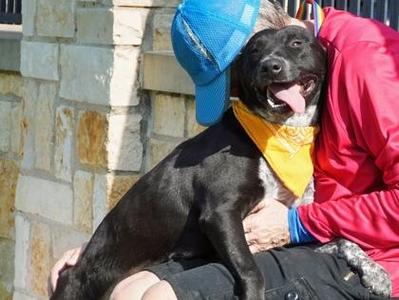 Maxine, Pit Bull Terrier / Mixed Breed, adult, available for adoption
