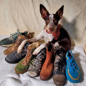 Shoe, Cattle Dog / Pointer, puppy, available for adoption