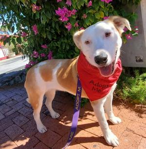 George, Australian Shepherd / Labrador Retriever, young, available for adoption